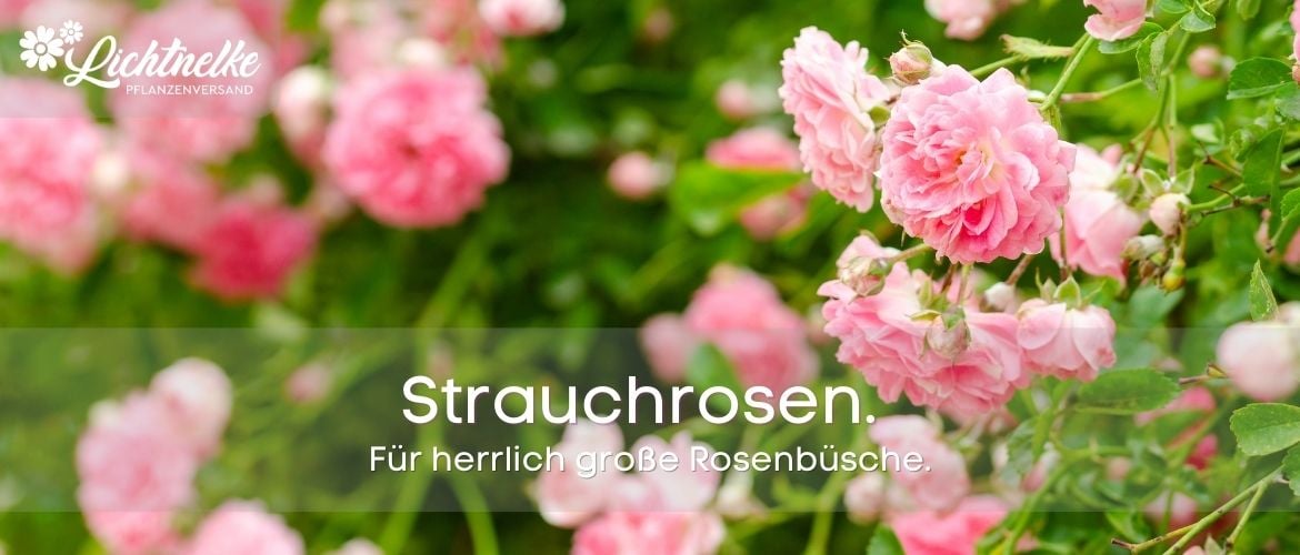 Strauchrosen