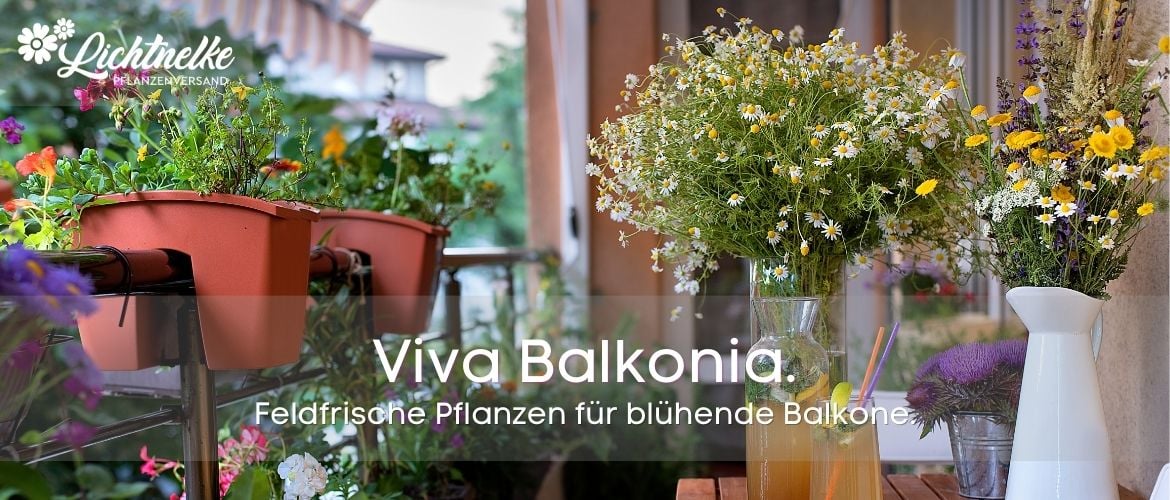 Viva Balkonia
