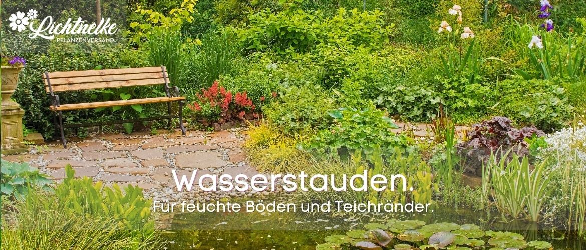 Sumpf- und Wasserstauden