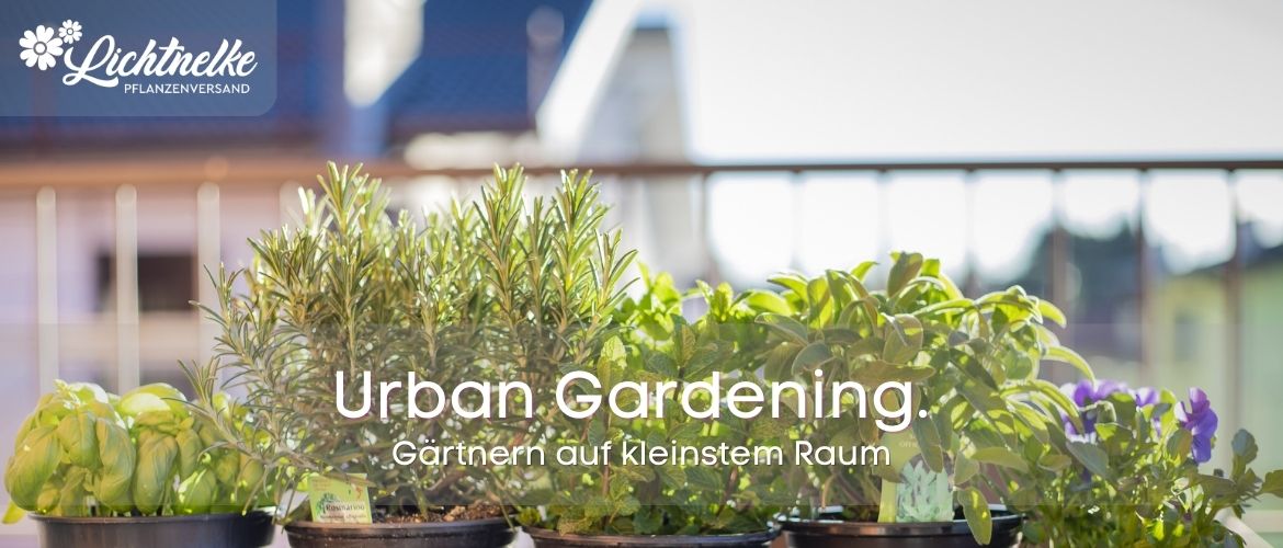 Urban Gardening