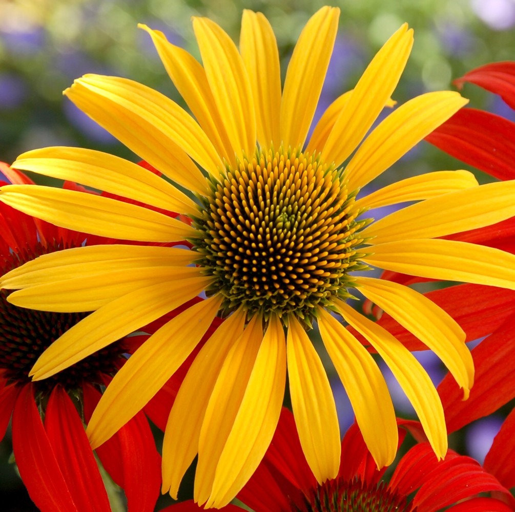 Sonnenhut\u0020\u0028Echinacea\u0020purpurea\u0029\u0020Mac\u0020\u0027\u0020n\u00A0\u0027\u0020Cheese' Sonnenhut\u0020\u0028Echinacea\u0020purpurea\u0029\u0020Mac\u0020\u0027\u0020n\u00A0\u0027\u0020Cheese'