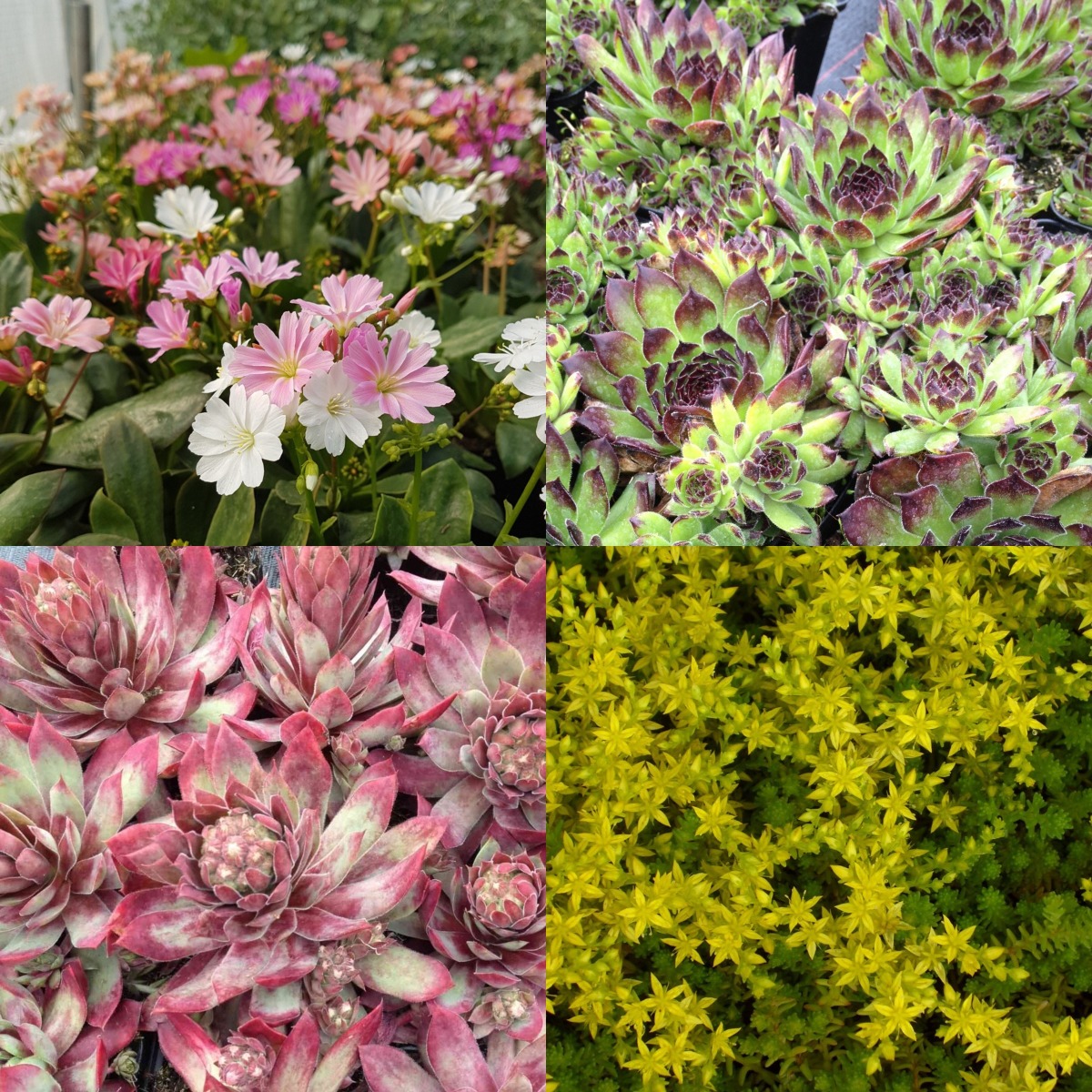12\u0020Pflanzen\u0020\u0028Sempervivum\u0029\u0020Mix' 12\u0020Pflanzen\u0020\u0028Sempervivum\u0029\u0020Mix'