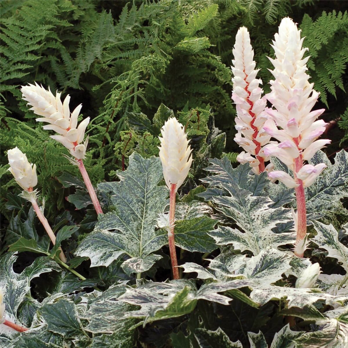 B\u00E4rentatze\u0020\u0028Acanthus\u0029\u0020Whitewater' B\u00E4rentatze\u0020\u0028Acanthus\u0029\u0020Whitewater'