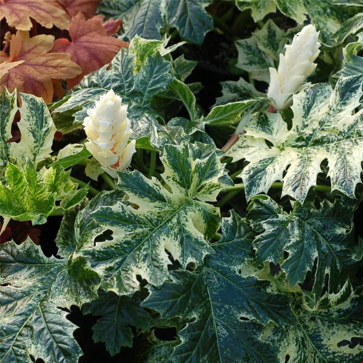 B\u00E4rentatze\u0020\u0028Acanthus\u0029\u0020Whitewater' B\u00E4rentatze\u0020\u0028Acanthus\u0029\u0020Whitewater'