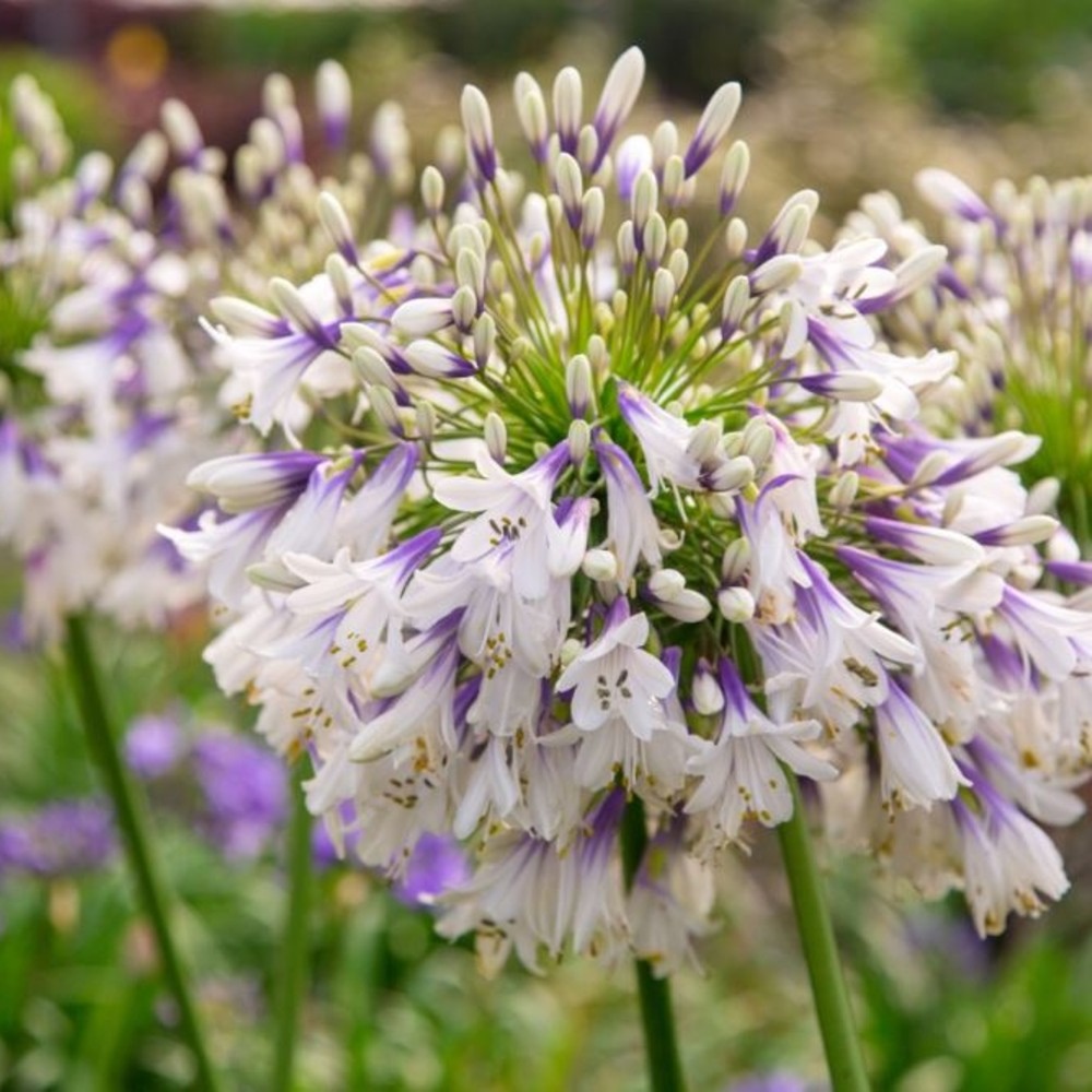 Schmuck\u002DLilie\u0020\u0028Agapanthus\u0029\u0020Fireworks' Schmuck\u002DLilie\u0020\u0028Agapanthus\u0029\u0020Fireworks'