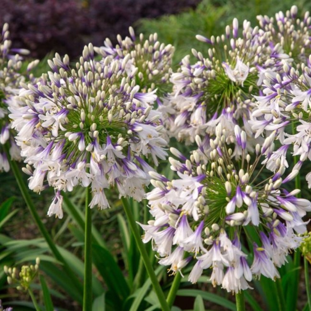 Schmuck\u002DLilie\u0020\u0028Agapanthus\u0029\u0020Fireworks' Schmuck\u002DLilie\u0020\u0028Agapanthus\u0029\u0020Fireworks'