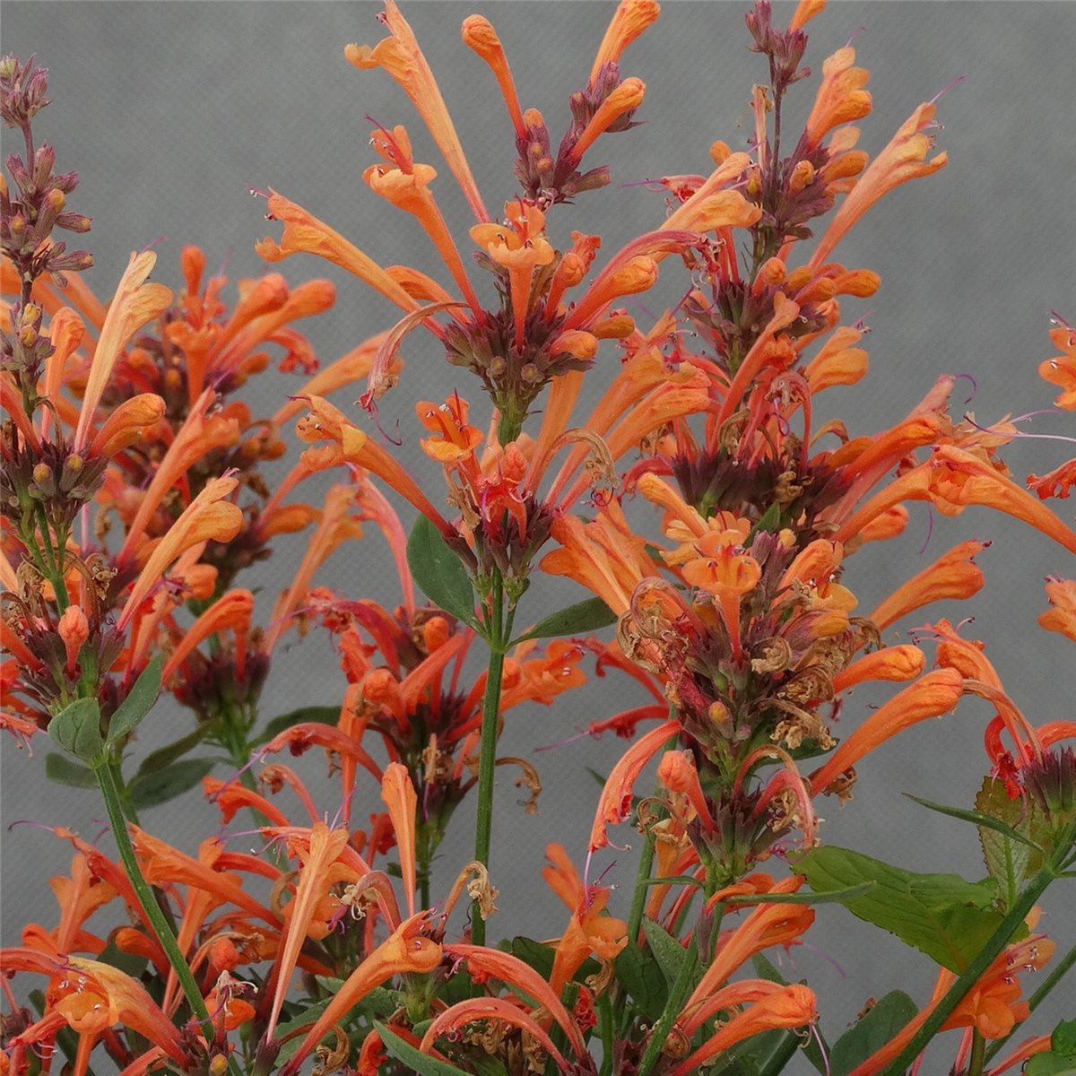 Duftnessel\u0020\u0028Agastache\u0029\u0020KUDOS\u0020Ambrosia' Duftnessel\u0020\u0028Agastache\u0029\u0020KUDOS\u0020Ambrosia'