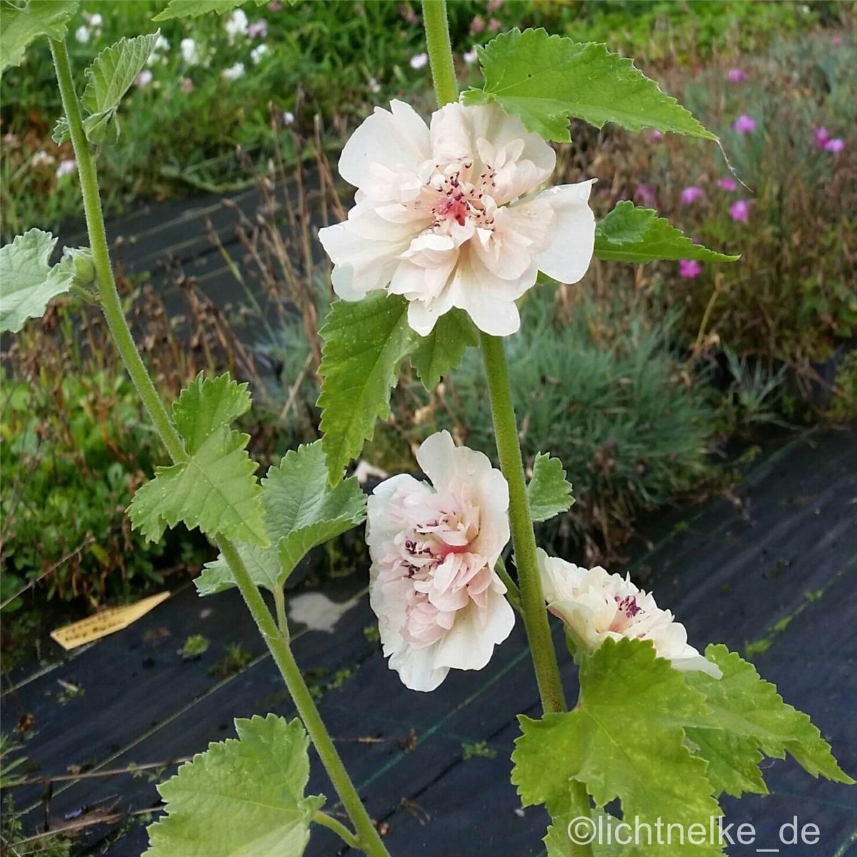 Malve\u0020Stockrose\u0020\u0028Alcea\u0029\u0020Parkallee' Malve\u0020Stockrose\u0020\u0028Alcea\u0029\u0020Parkallee'