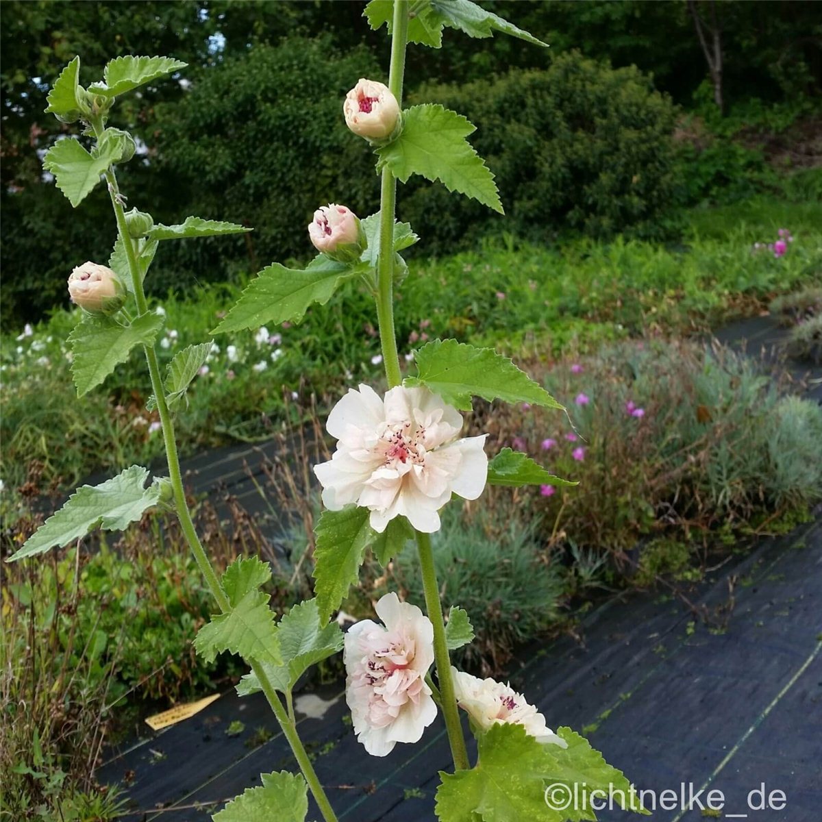 Malve\u0020Stockrose\u0020\u0028Alcea\u0029\u0020Parkallee' Malve\u0020Stockrose\u0020\u0028Alcea\u0029\u0020Parkallee'