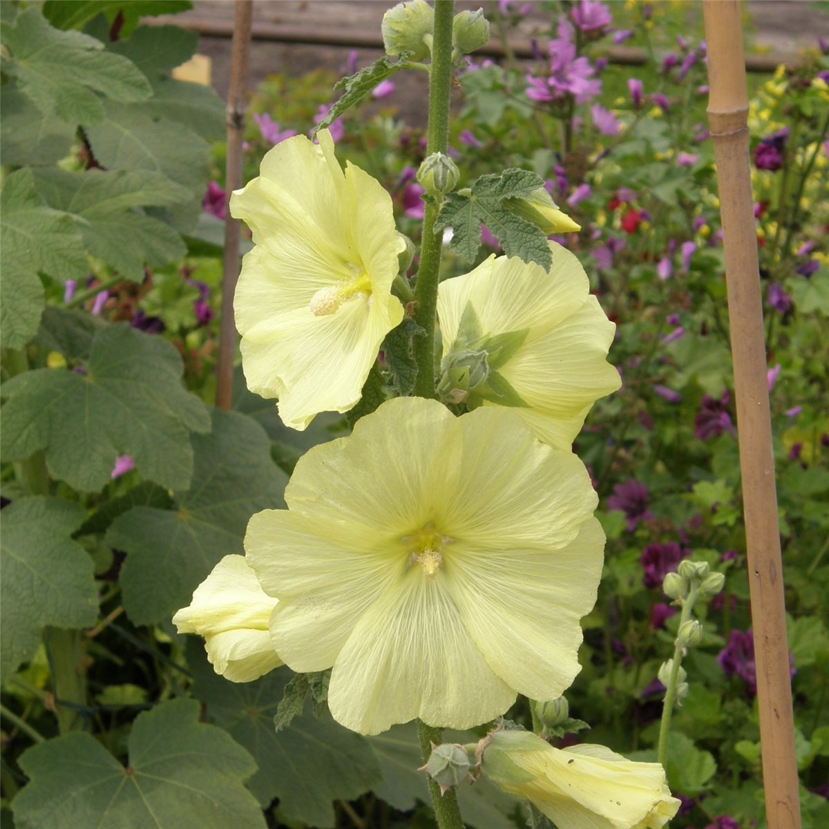 Russische\u0020Stockrose\u0020\u0028Alcea\u0020rugosa\u0029' Russische\u0020Stockrose\u0020\u0028Alcea\u0020rugosa\u0029'