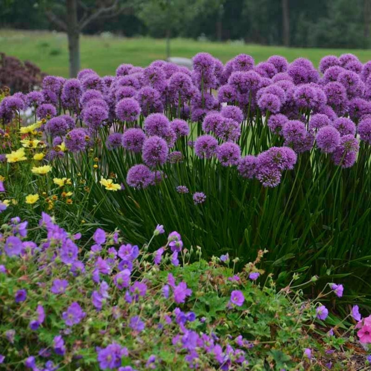 Berglauch\u0020Zierlauch\u0020\u0028Allium\u0020senescens\u0029\u0020Millennium' Berglauch\u0020Zierlauch\u0020\u0028Allium\u0020senescens\u0029\u0020Millennium'