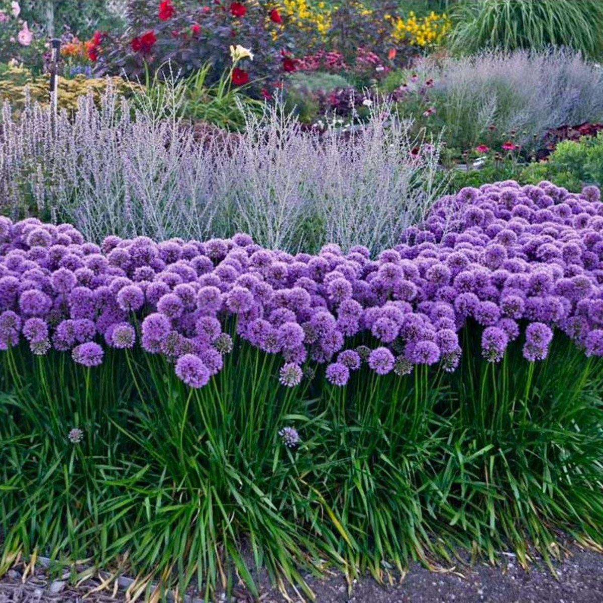 Berglauch\u0020Zierlauch\u0020\u0028Allium\u0020senescens\u0029\u0020Millennium' Berglauch\u0020Zierlauch\u0020\u0028Allium\u0020senescens\u0029\u0020Millennium'