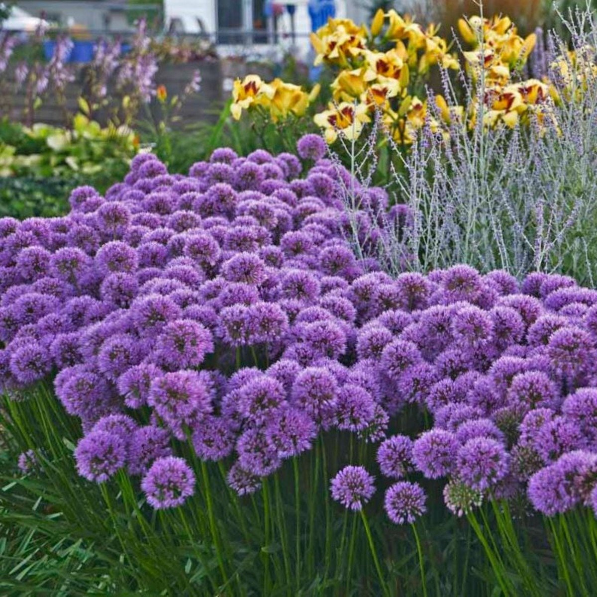 Berglauch\u0020Zierlauch\u0020\u0028Allium\u0020senescens\u0029\u0020Millennium' Berglauch\u0020Zierlauch\u0020\u0028Allium\u0020senescens\u0029\u0020Millennium'