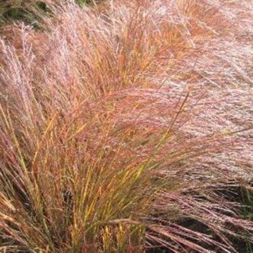 Bartgras\u0020\u0028Andropogon\u0020scoparius\u0029\u0020Wildwest' Bartgras\u0020\u0028Andropogon\u0020scoparius\u0029\u0020Wildwest'