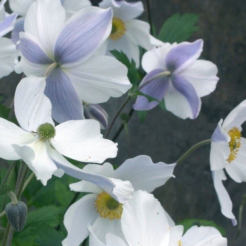 Herbst\u002DAnemone\u0020\u0028Anemone\u0020japonica\u0029\u0020Wild\u0020SWAN\u00AE' Herbst\u002DAnemone\u0020\u0028Anemone\u0020japonica\u0029\u0020Wild\u0020SWAN\u00AE'