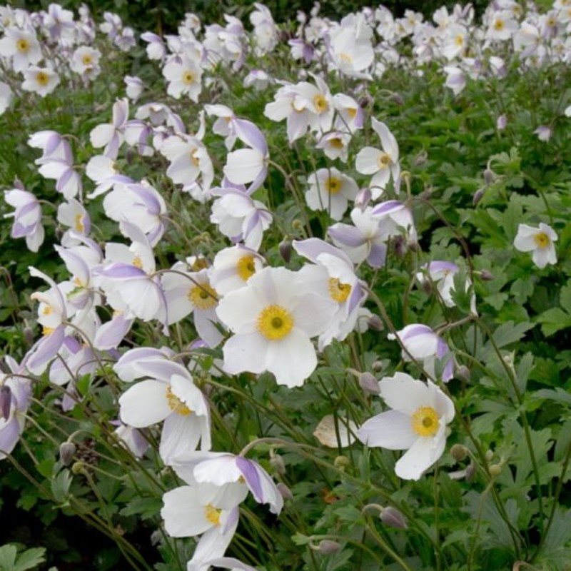 Herbst\u002DAnemone\u0020\u0028Anemone\u0020japonica\u0029\u0020Wild\u0020SWAN\u00AE' Herbst\u002DAnemone\u0020\u0028Anemone\u0020japonica\u0029\u0020Wild\u0020SWAN\u00AE'
