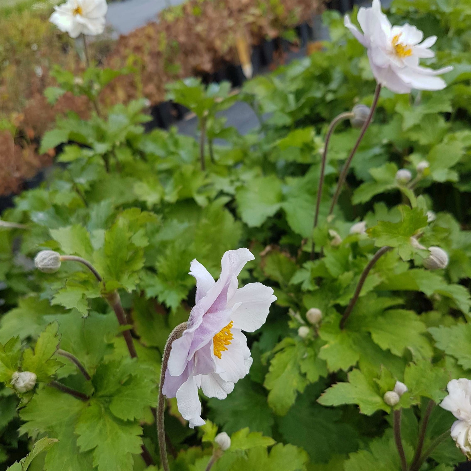 Herbst\u002DAnemone\u0020\u0028Anemone\u0020japonica\u0029\u0020Wild\u0020SWAN\u00AE' Herbst\u002DAnemone\u0020\u0028Anemone\u0020japonica\u0029\u0020Wild\u0020SWAN\u00AE'