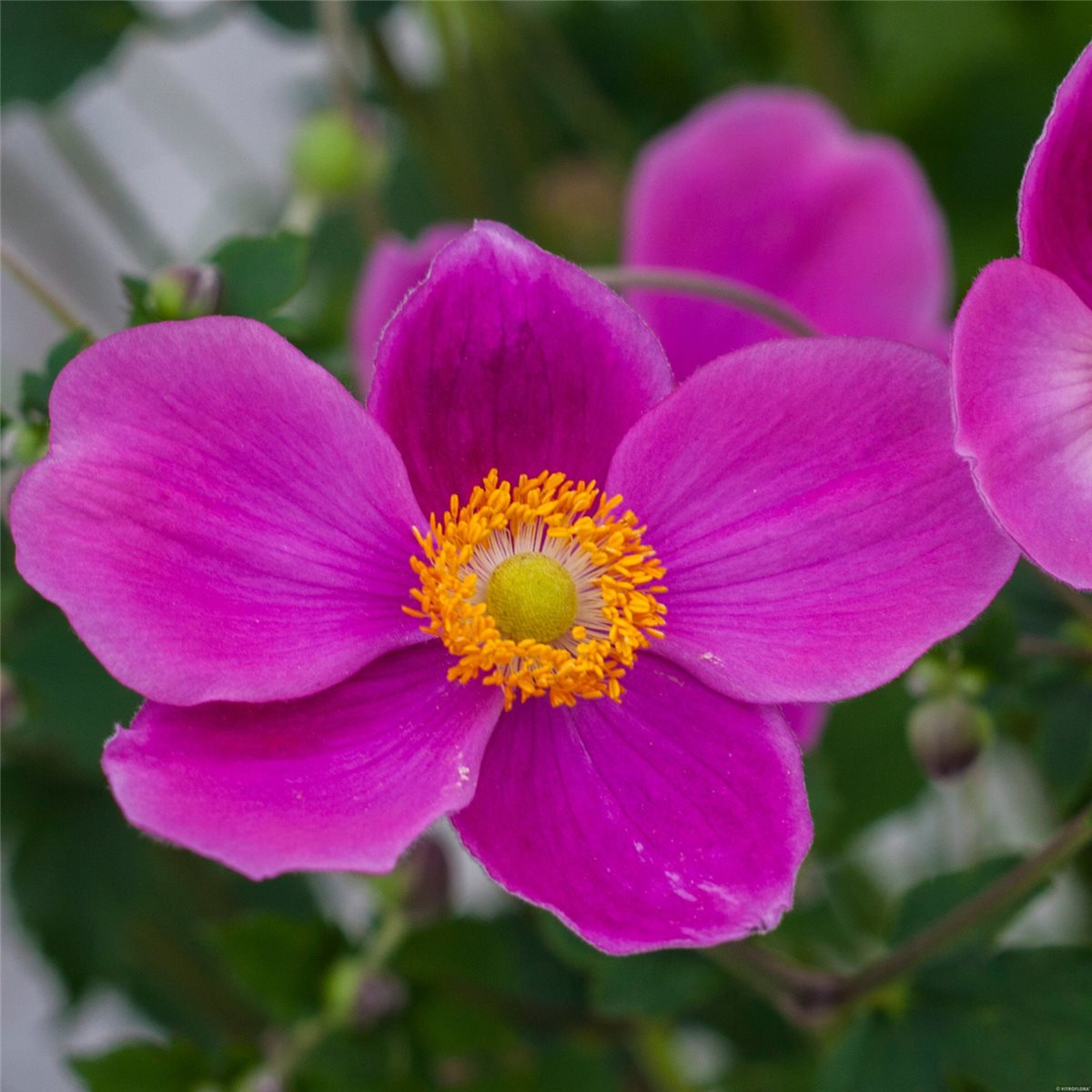 Anemone\u0020\u0028Anemone\u0020hupehensis\u0029\u0020PRAECOX' Anemone\u0020\u0028Anemone\u0020hupehensis\u0029\u0020PRAECOX'