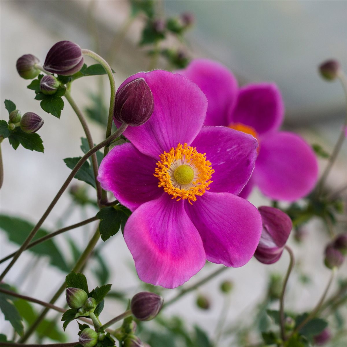 Anemone\u0020\u0028Anemone\u0020hupehensis\u0029\u0020PRAECOX' Anemone\u0020\u0028Anemone\u0020hupehensis\u0029\u0020PRAECOX'