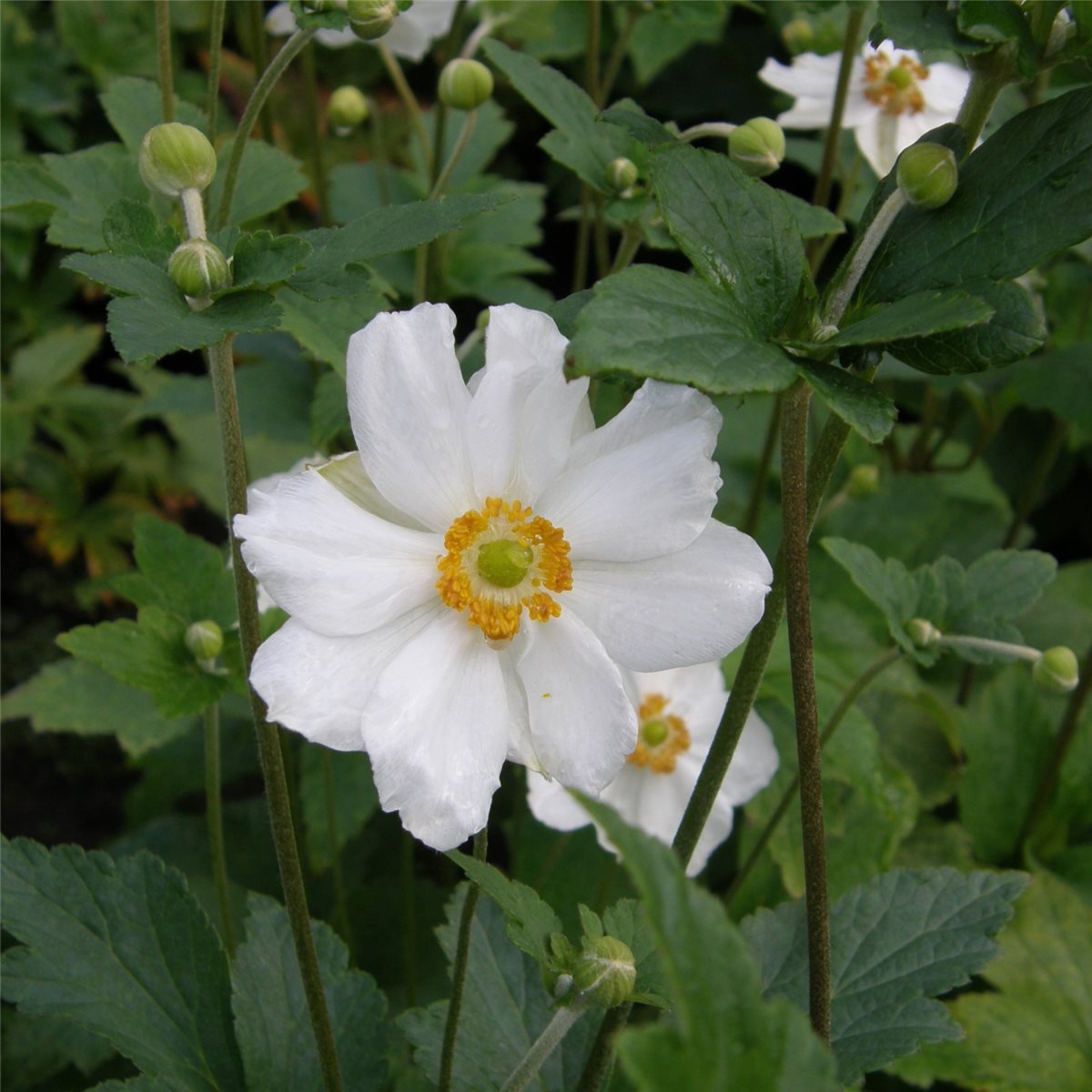 Anemone\u0020\u0028Anemone\u0020japonica\u0029\u0020Andrea\u0020Atkinson' Anemone\u0020\u0028Anemone\u0020japonica\u0029\u0020Andrea\u0020Atkinson'
