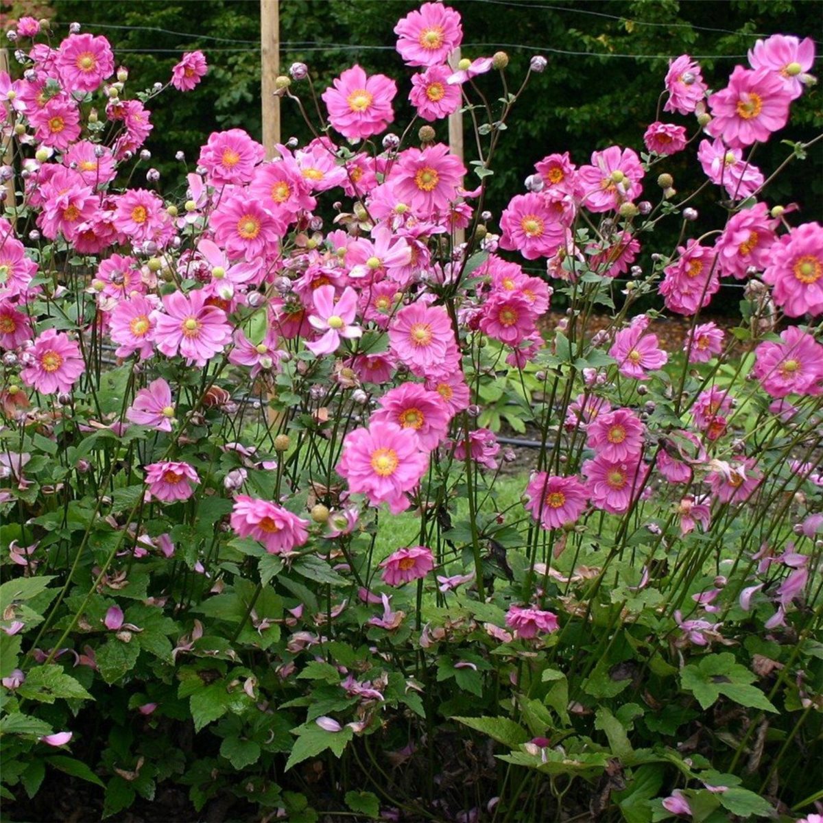 Anemone\u0020\u0028Anemone\u0020japonica\u0029\u0020Margarete' Anemone\u0020\u0028Anemone\u0020japonica\u0029\u0020Margarete'
