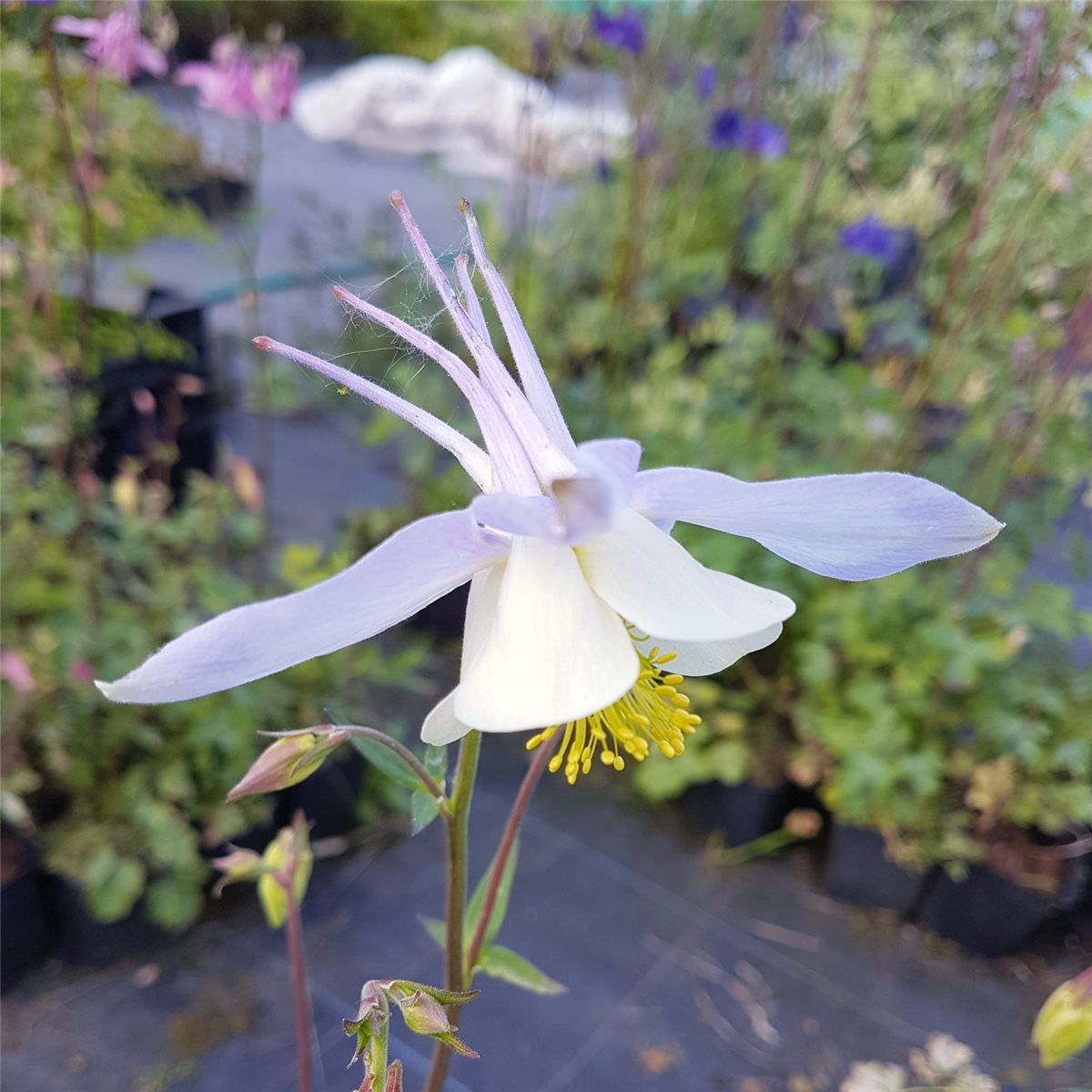 Akelei\u0020\u0028Aquilegia\u0020Caerulea\u002DHybride\u0029\u0020BLUE\u0020STAR' Akelei\u0020\u0028Aquilegia\u0020Caerulea\u002DHybride\u0029\u0020BLUE\u0020STAR'