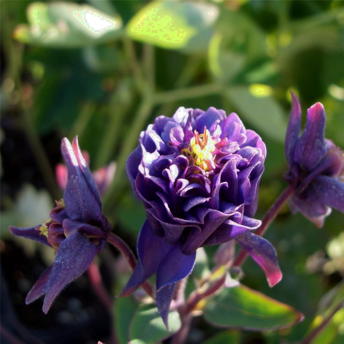 Akelei\u0020\u0028Aquilegia\u0020vulgaris\u0029\u0020Winky\u0020Blue\u0020White\u0020double' Akelei\u0020\u0028Aquilegia\u0020vulgaris\u0029\u0020Winky\u0020Blue\u0020White\u0020double'