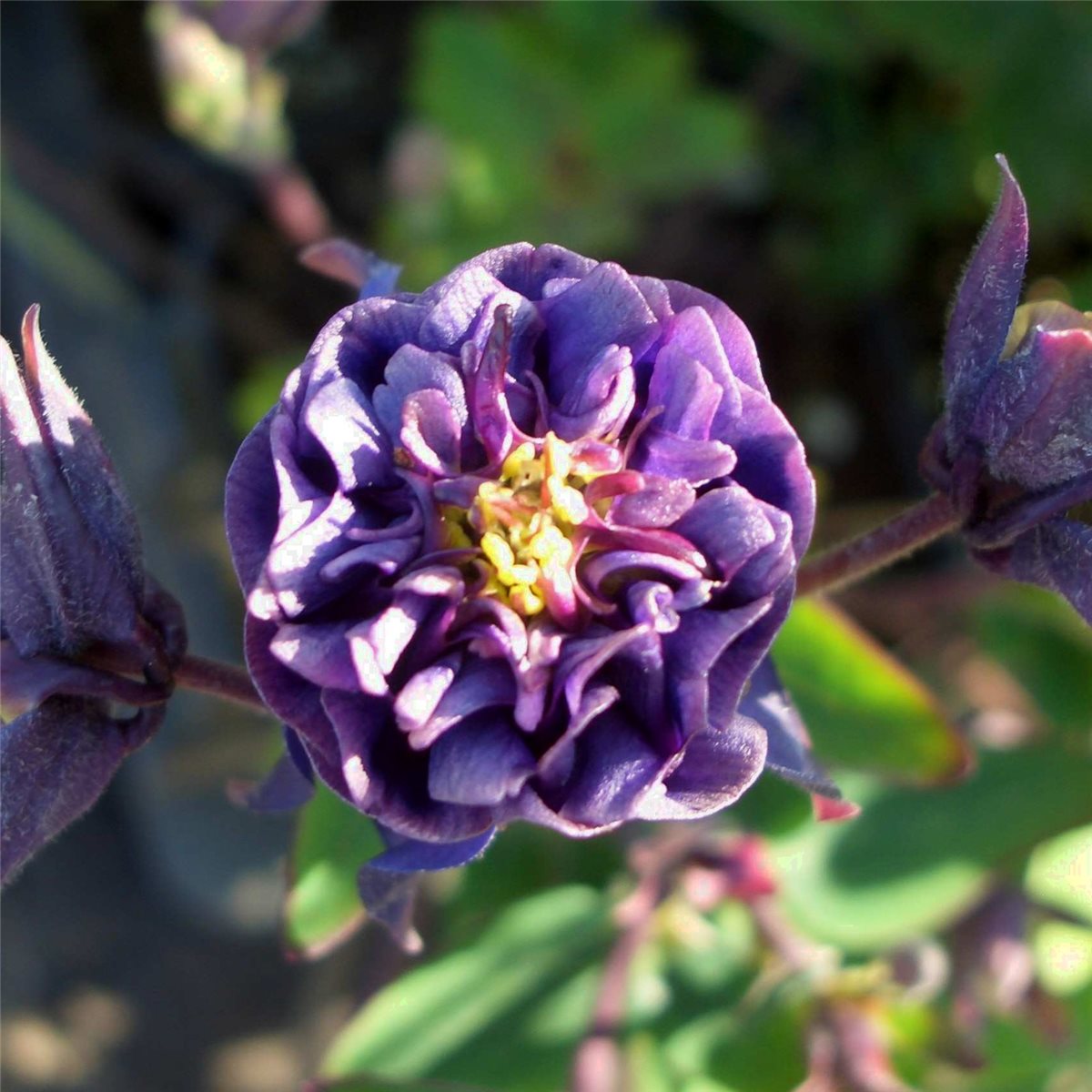 Akelei\u0020\u0028Aquilegia\u0020vulgaris\u0029\u0020Winky\u0020Blue\u0020White\u0020double' Akelei\u0020\u0028Aquilegia\u0020vulgaris\u0029\u0020Winky\u0020Blue\u0020White\u0020double'