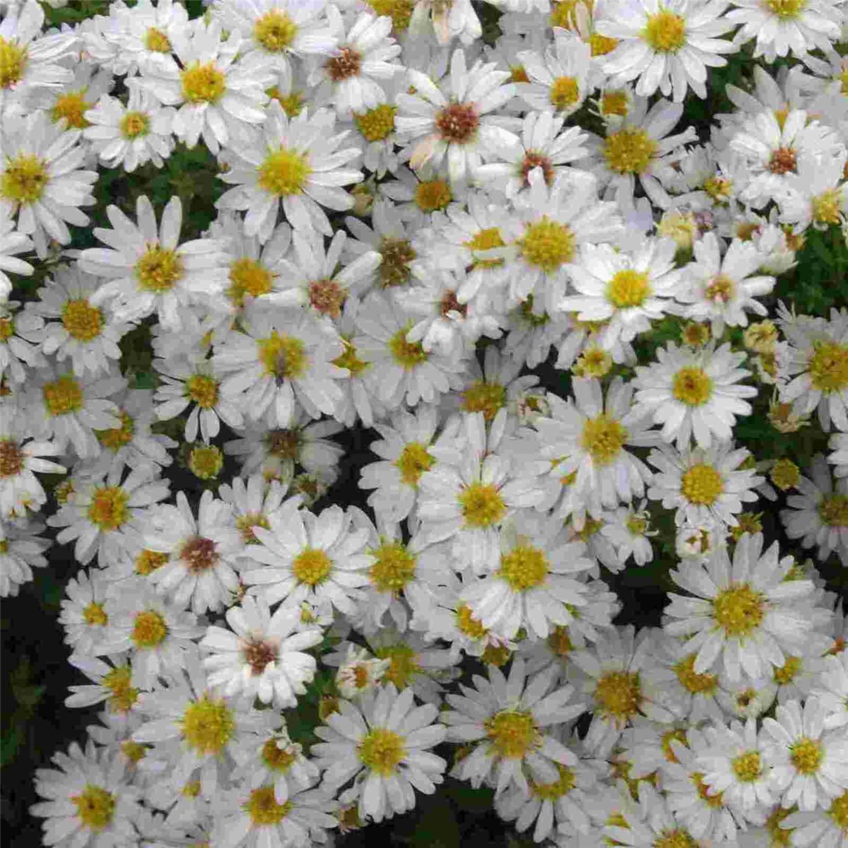 Kissenaster\u0020\u0028Aster\u0020dumosus\u0029\u0020Schneezicklein' Kissenaster\u0020\u0028Aster\u0020dumosus\u0029\u0020Schneezicklein'