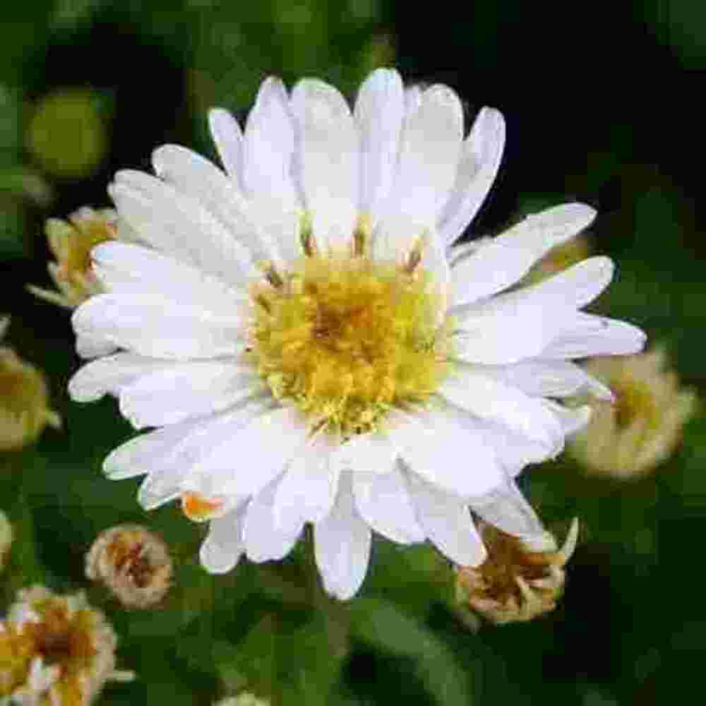 Kissenaster\u0020\u0028Aster\u0020dumosus\u0029\u0020Schneezicklein' Kissenaster\u0020\u0028Aster\u0020dumosus\u0029\u0020Schneezicklein'