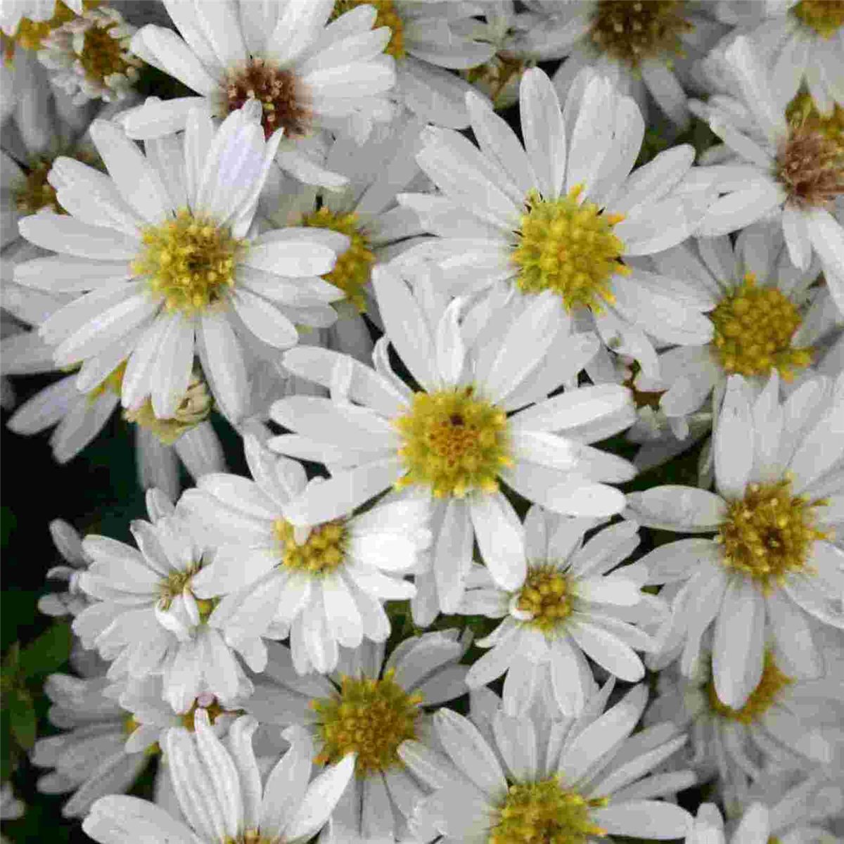 Kissenaster\u0020\u0028Aster\u0020dumosus\u0029\u0020Schneezicklein' Kissenaster\u0020\u0028Aster\u0020dumosus\u0029\u0020Schneezicklein'