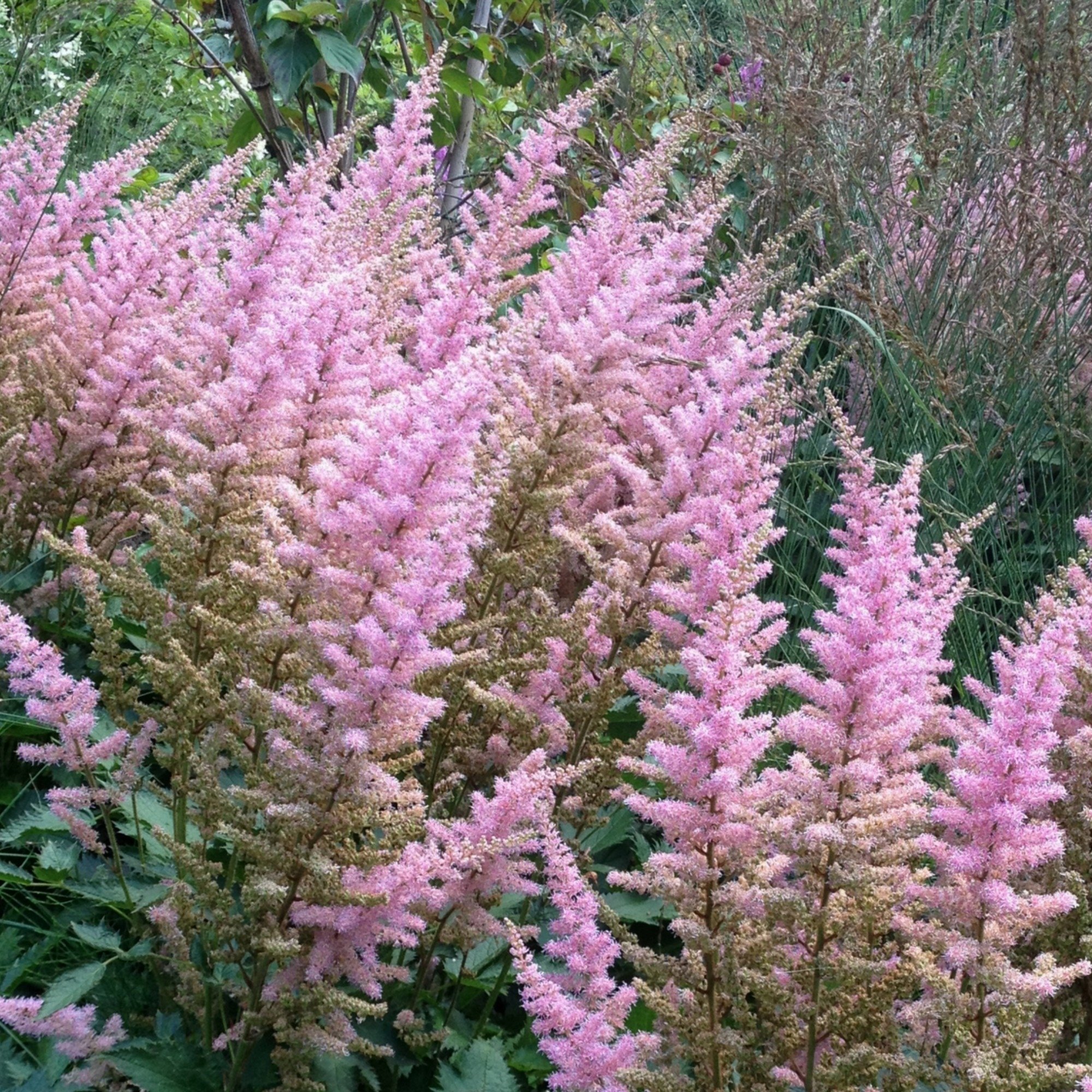 Zwerg\u002DPrachtspiere\u0020\u0028Astilbe\u0020chinensis\u0020var.\u0020pumila\u0029\u0020' Zwerg\u002DPrachtspiere\u0020\u0028Astilbe\u0020chinensis\u0020var.\u0020pumila\u0029\u0020'