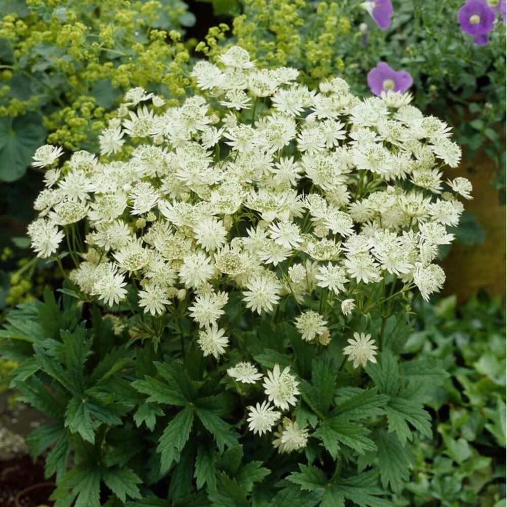 Gro\u00DFe\u0020Sterndolde\u0020\u0028Astrantia\u0020major\u0029\u0020Snow\u0020Star' Gro\u00DFe\u0020Sterndolde\u0020\u0028Astrantia\u0020major\u0029\u0020Snow\u0020Star'