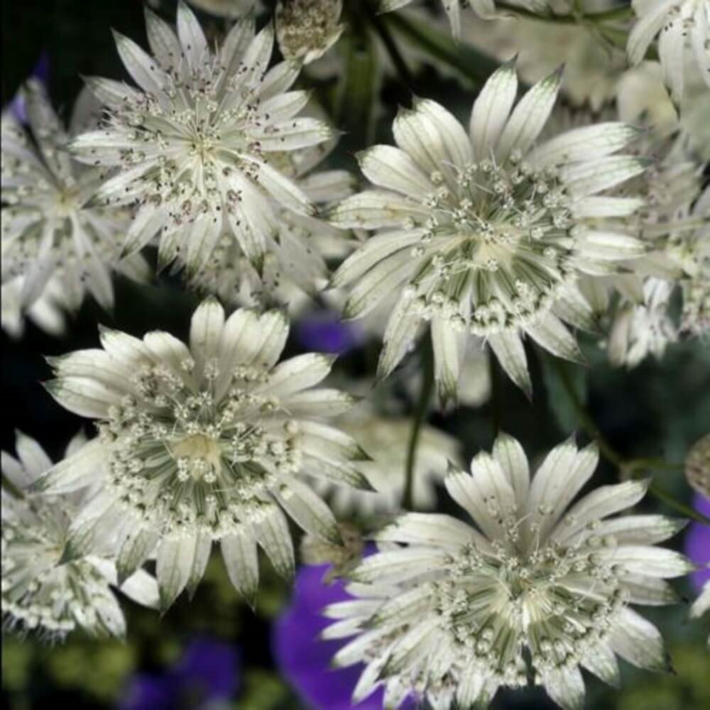 Gro\u00DFe\u0020Sterndolde\u0020\u0028Astrantia\u0020major\u0029\u0020Snow\u0020Star' Gro\u00DFe\u0020Sterndolde\u0020\u0028Astrantia\u0020major\u0029\u0020Snow\u0020Star'