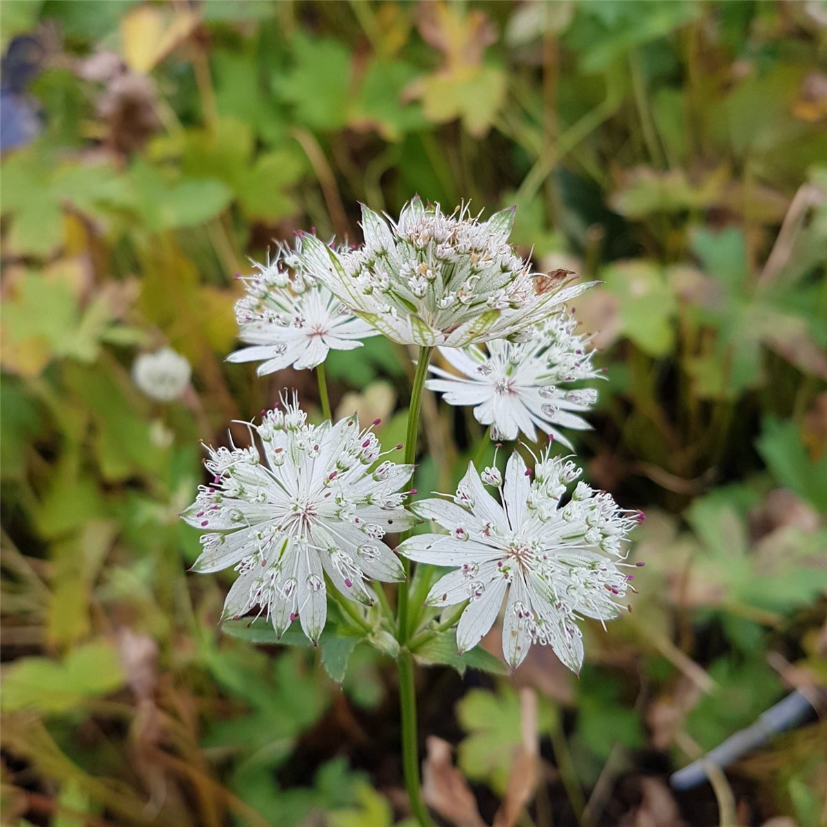 Gro\u00DFe\u0020Sterndolde\u0020\u0028Astrantia\u0020major\u0029\u0020Snow\u0020Star' Gro\u00DFe\u0020Sterndolde\u0020\u0028Astrantia\u0020major\u0029\u0020Snow\u0020Star'