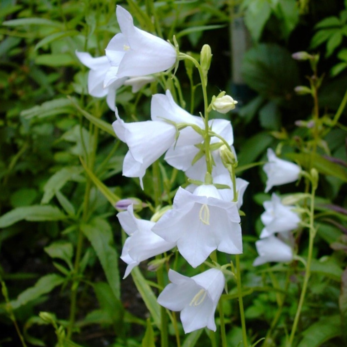 Pfirsichbl\u00E4ttrige\u0020Glockenblume\u0020\u0028Campanula\u0020persicifolia\u0029\u0020Grdflora\u0020Alba' Pfirsichbl\u00E4ttrige\u0020Glockenblume\u0020\u0028Campanula\u0020persicifolia\u0029\u0020Grdflora\u0020Alba'