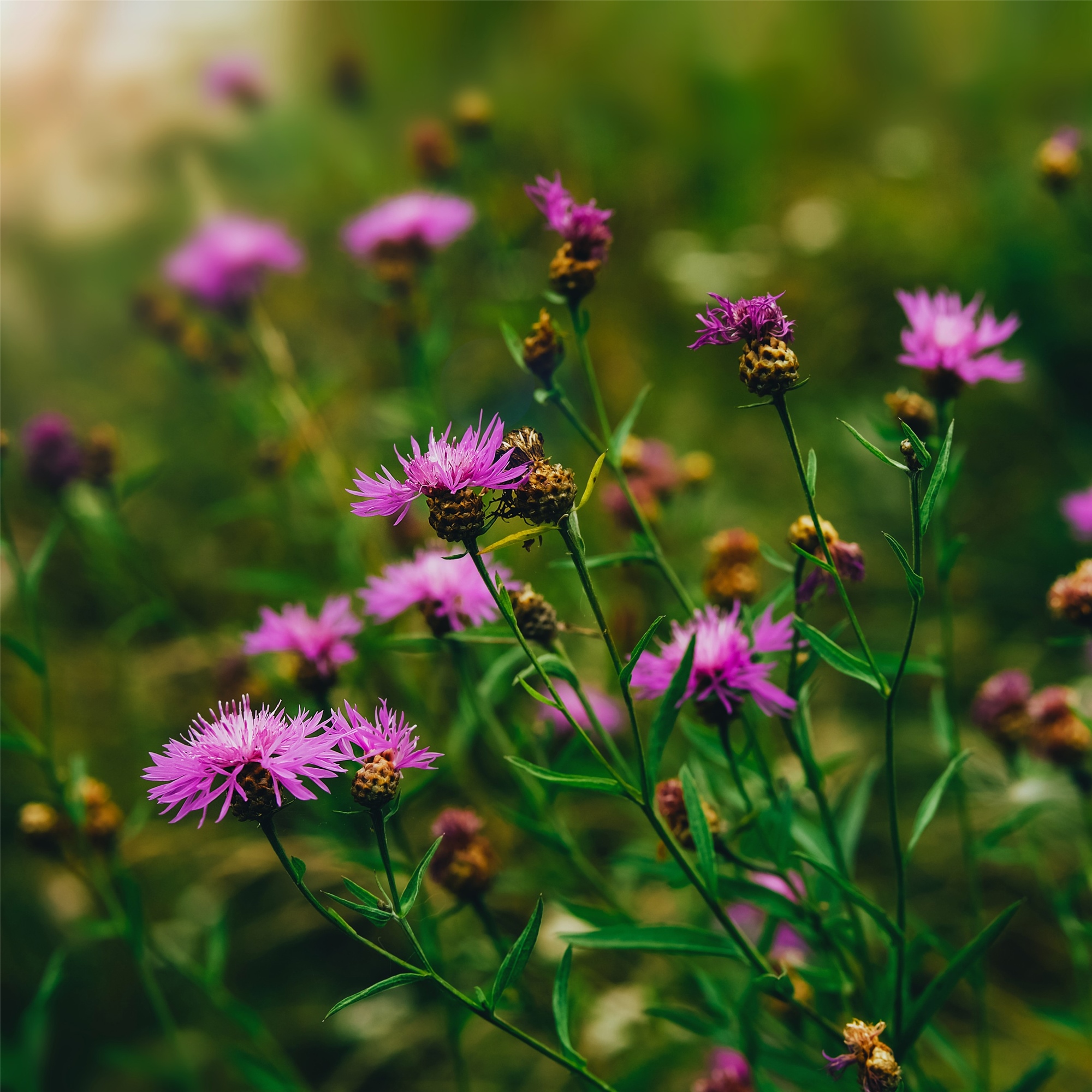 Wiesen\u002DFlockenblume\u0020\u0028Centaurea\u0020jacea\u0029\u0020' Wiesen\u002DFlockenblume\u0020\u0028Centaurea\u0020jacea\u0029\u0020'