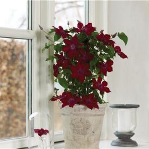 Waldrebe\u0020\u0028Clematis\u0029\u0020Nubia\u0020Boulevard\u0020Evipo079' Waldrebe\u0020\u0028Clematis\u0029\u0020Nubia\u0020Boulevard\u0020Evipo079'