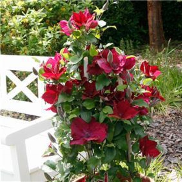 Waldrebe\u0020\u0028Clematis\u0029\u0020Nubia\u0020Boulevard\u0020Evipo079' Waldrebe\u0020\u0028Clematis\u0029\u0020Nubia\u0020Boulevard\u0020Evipo079'