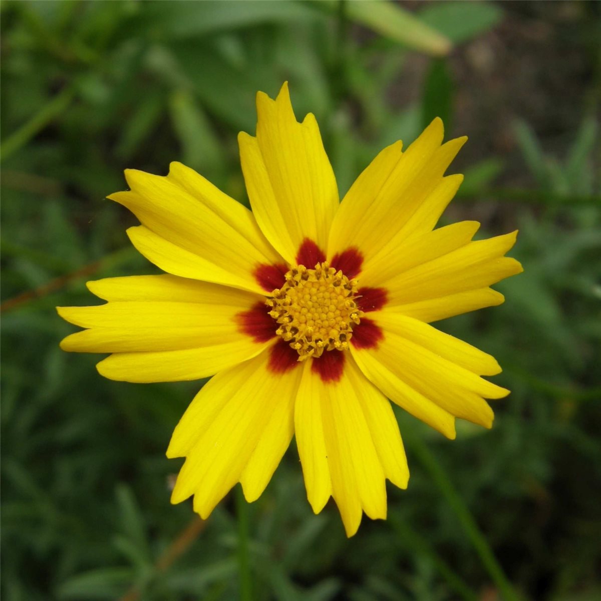M\u00E4dchenauge\u0020\u0028Coreopsis\u0020lanceolata\u0029\u0020Sterntaler' M\u00E4dchenauge\u0020\u0028Coreopsis\u0020lanceolata\u0029\u0020Sterntaler'