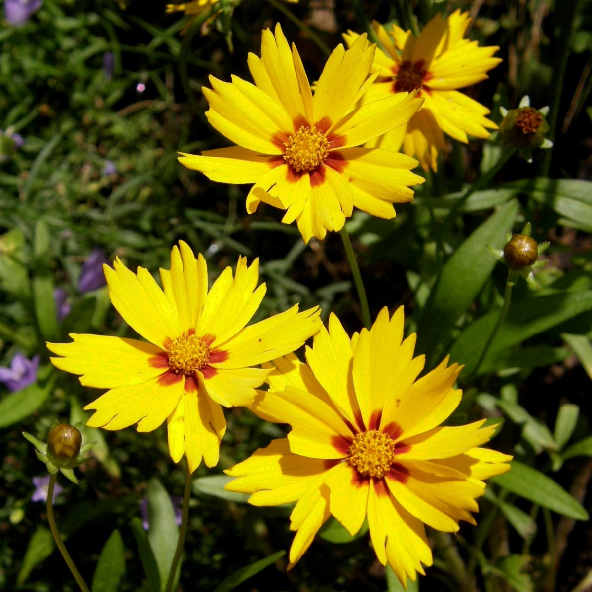 M\u00E4dchenauge\u0020\u0028Coreopsis\u0020lanceolata\u0029\u0020Sterntaler' M\u00E4dchenauge\u0020\u0028Coreopsis\u0020lanceolata\u0029\u0020Sterntaler'