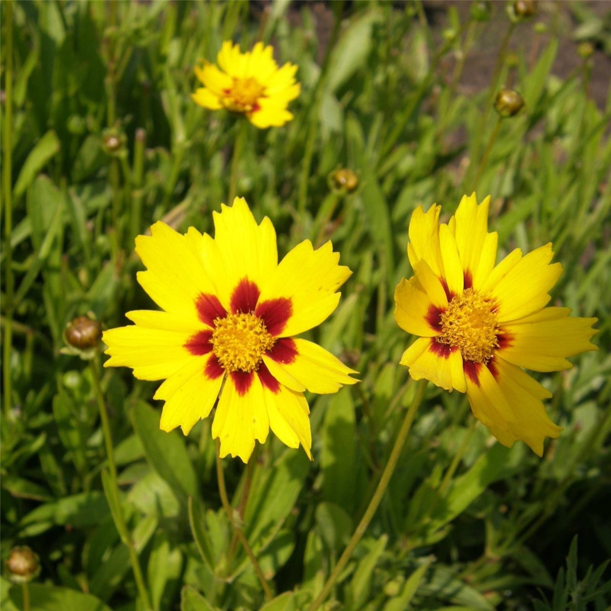 M\u00E4dchenauge\u0020\u0028Coreopsis\u0020lanceolata\u0029\u0020Sterntaler' M\u00E4dchenauge\u0020\u0028Coreopsis\u0020lanceolata\u0029\u0020Sterntaler'