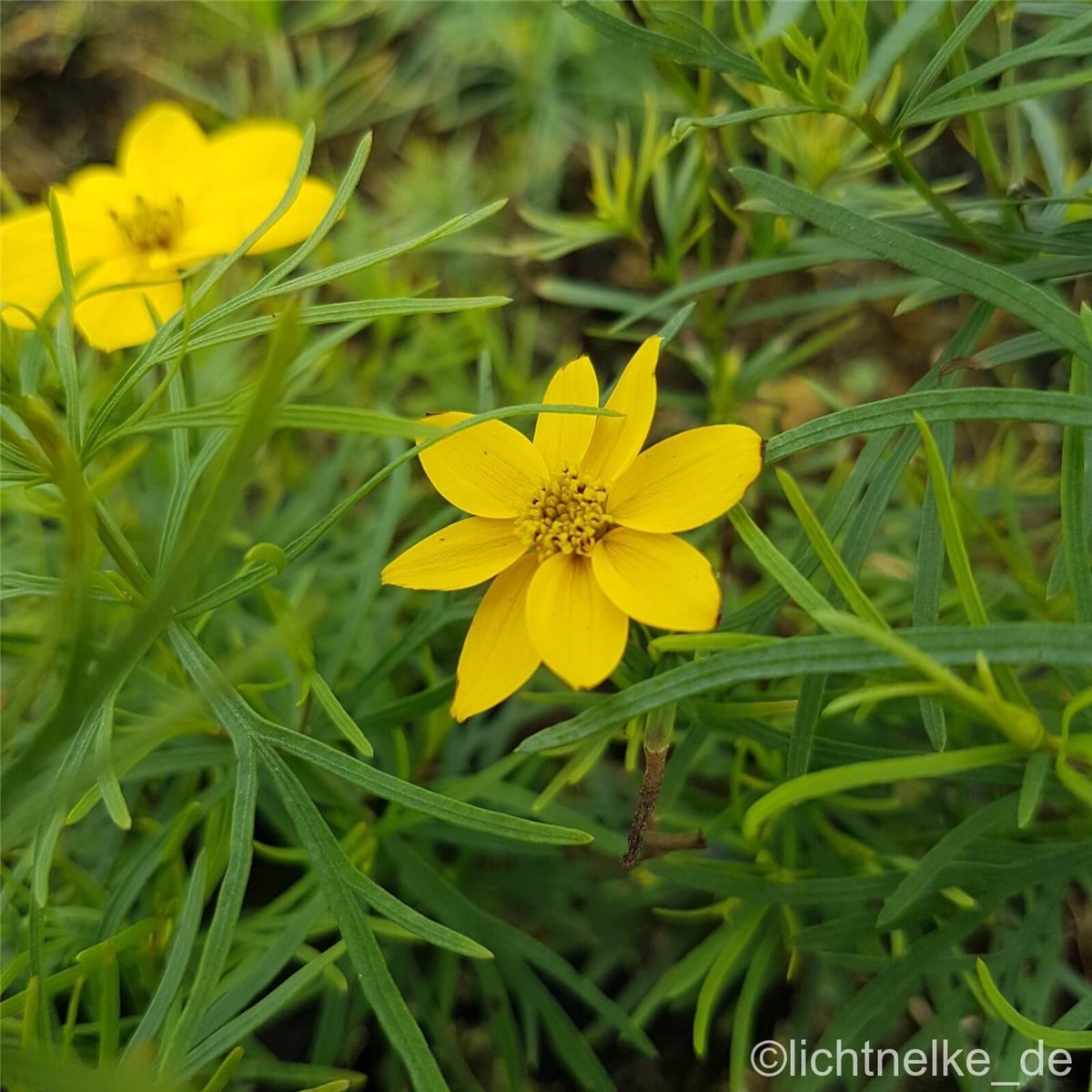 M\u00E4dchenauge\u0020\u0028Coreopsis\u0020verticillata\u0029\u0020Zagreb' M\u00E4dchenauge\u0020\u0028Coreopsis\u0020verticillata\u0029\u0020Zagreb'