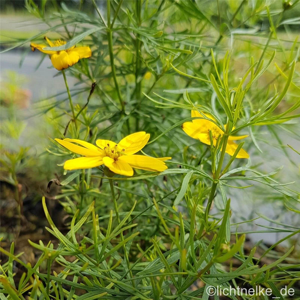 M\u00E4dchenauge\u0020\u0028Coreopsis\u0020verticillata\u0029\u0020Zagreb' M\u00E4dchenauge\u0020\u0028Coreopsis\u0020verticillata\u0029\u0020Zagreb'