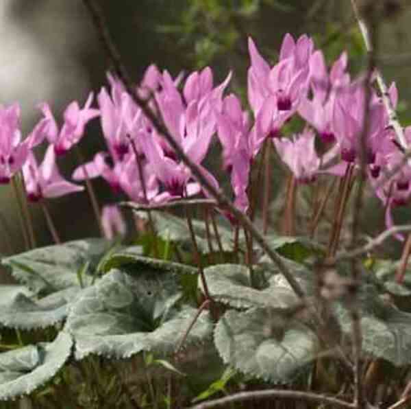 Herbst\u002DAlpenveilchen\u0020\u0028Cyclamen\u0020hederifolium\u0029\u0020rosa' Herbst\u002DAlpenveilchen\u0020\u0028Cyclamen\u0020hederifolium\u0029\u0020rosa'
