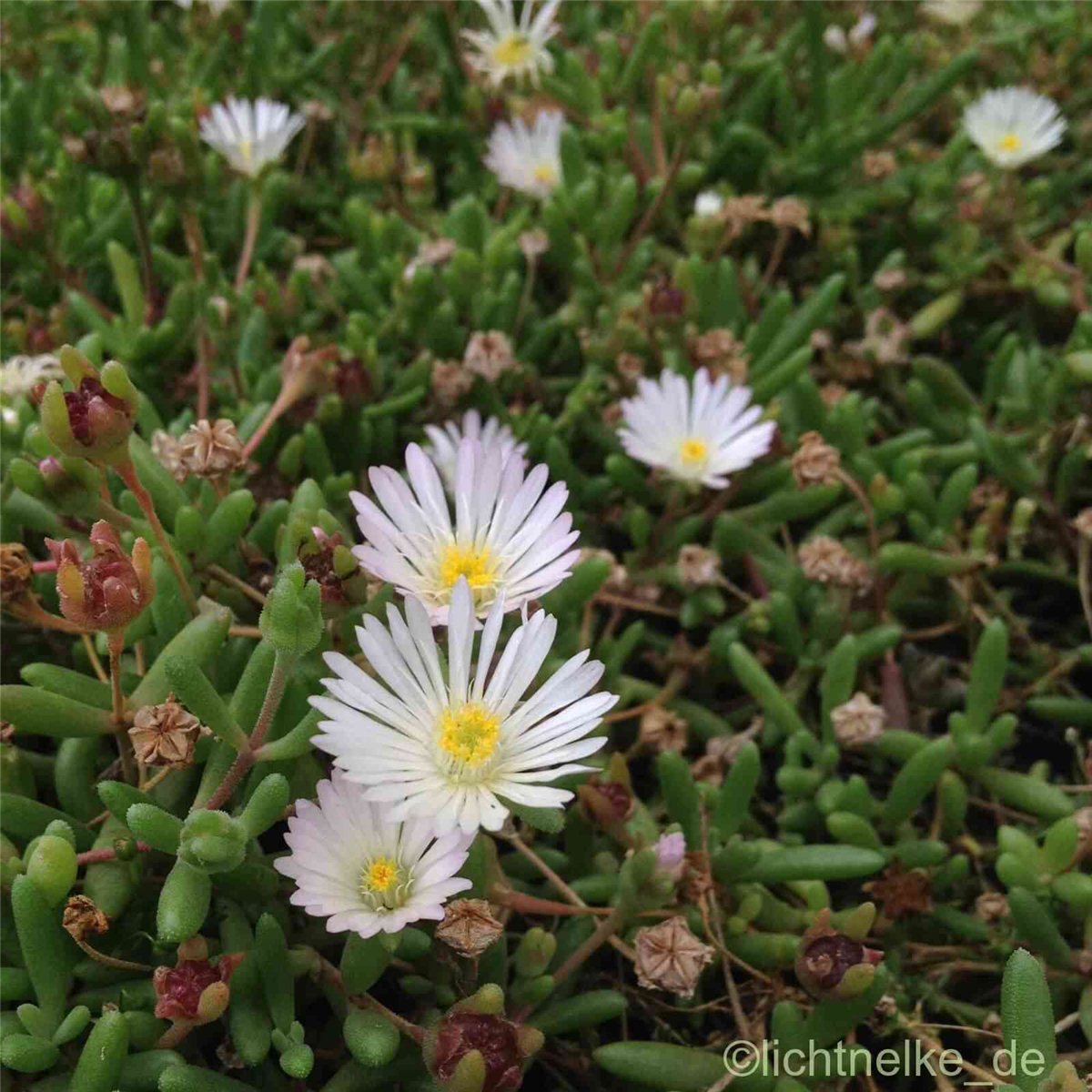 Mittagsbl\u00FCmchen\u0020\u0028Delosperma\u0020\u0029\u0020GRAAF\u0020REINET\u00A0' Mittagsbl\u00FCmchen\u0020\u0028Delosperma\u0020\u0029\u0020GRAAF\u0020REINET\u00A0'