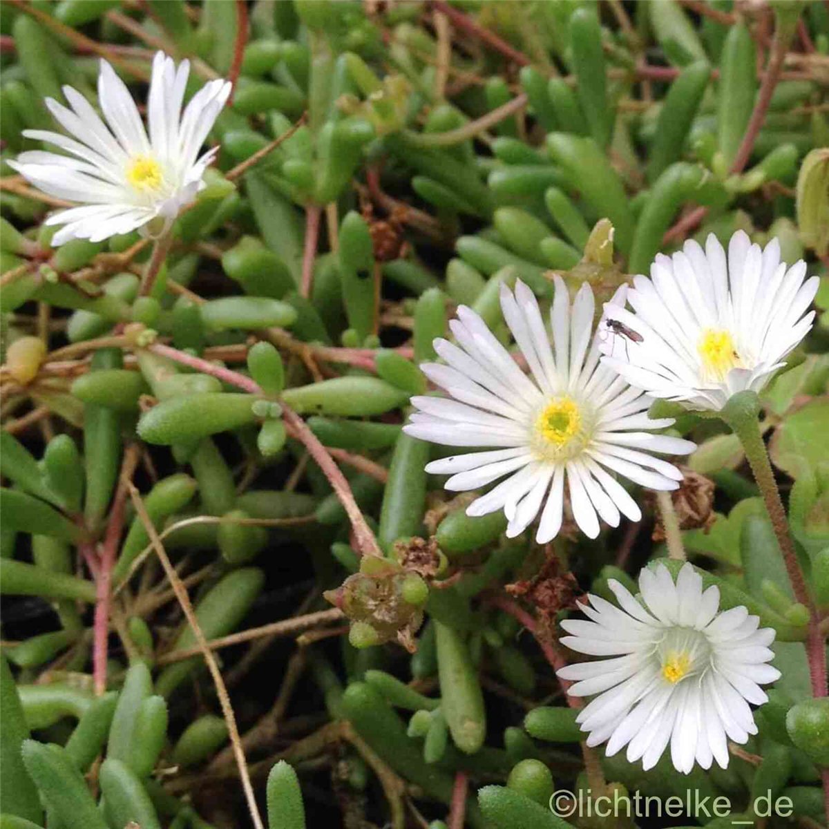 Mittagsbl\u00FCmchen\u0020\u0028Delosperma\u0020\u0029\u0020GRAAF\u0020REINET\u00A0' Mittagsbl\u00FCmchen\u0020\u0028Delosperma\u0020\u0029\u0020GRAAF\u0020REINET\u00A0'