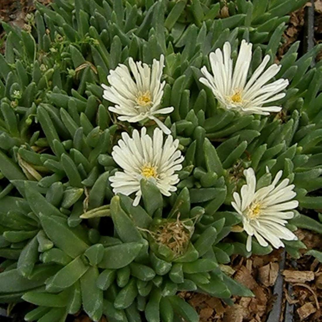 Mittagsbl\u00FCmchen\u0020\u0028Delosperma\u0020\u0029\u0020White\u0020Nugget' Mittagsbl\u00FCmchen\u0020\u0028Delosperma\u0020\u0029\u0020White\u0020Nugget'