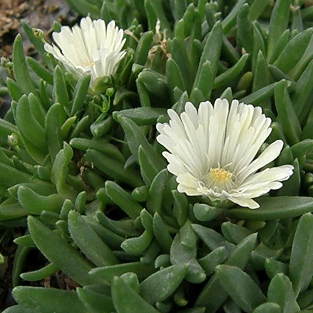 Mittagsbl\u00FCmchen\u0020\u0028Delosperma\u0020\u0029\u0020White\u0020Nugget' Mittagsbl\u00FCmchen\u0020\u0028Delosperma\u0020\u0029\u0020White\u0020Nugget'