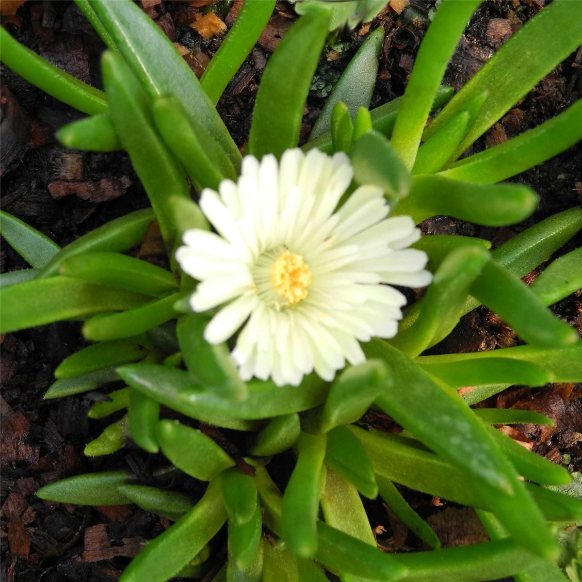 Mittagsbl\u00FCmchen\u0020\u0028Delosperma\u0020\u0029\u0020White\u0020Nugget' Mittagsbl\u00FCmchen\u0020\u0028Delosperma\u0020\u0029\u0020White\u0020Nugget'
